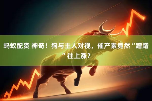 蚂蚁配资 神奇！狗与主人对视，催产素竟然“蹭蹭”往上涨？